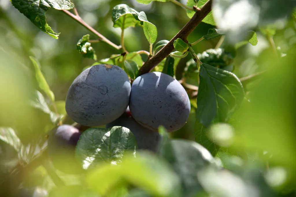 Picking, Packing & Packaging